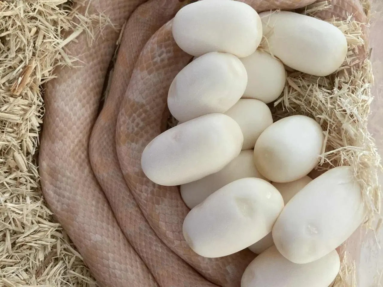 Billede 2 - Kornsnog hunner