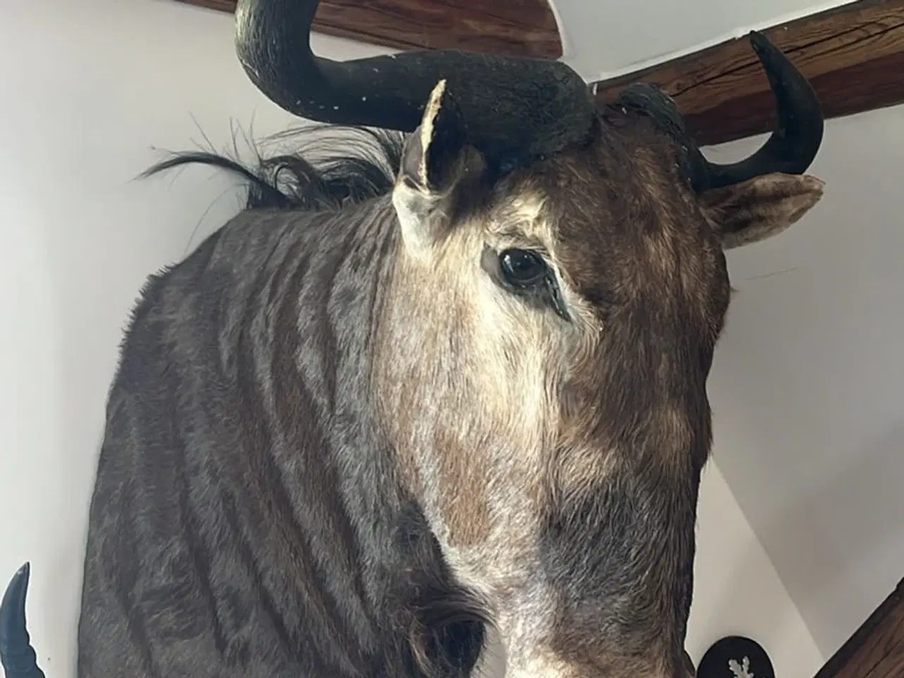Billede 3 - Blue wilderbeest