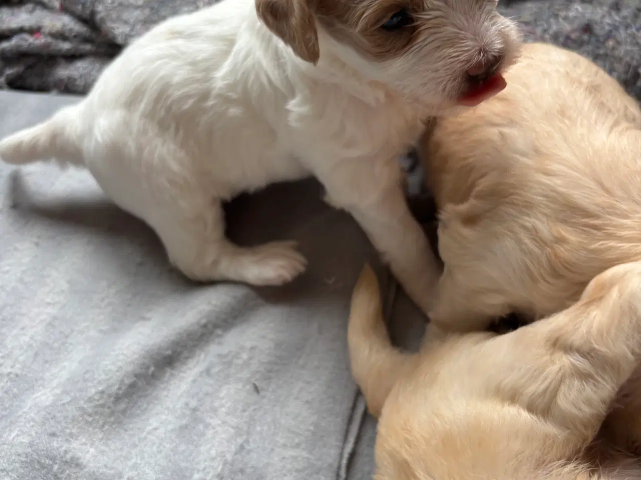 Billede 4 - Skønneste hundehvalpe, Bichonpoo/Doodle 