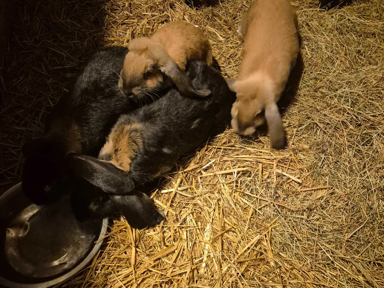 Billede 2 - Franske væddere