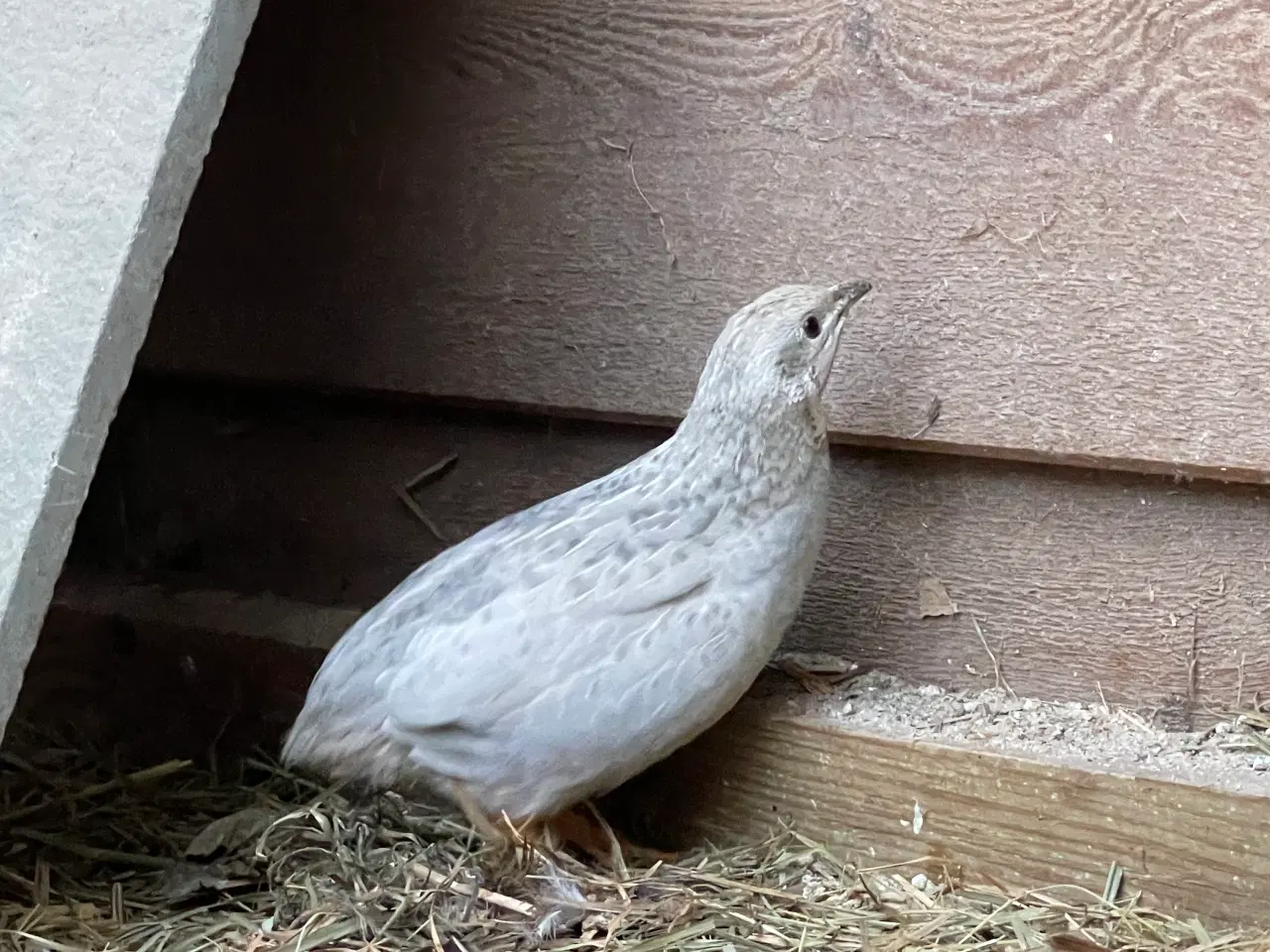 Billede 2 - Kinesiske Dværgvagtler
