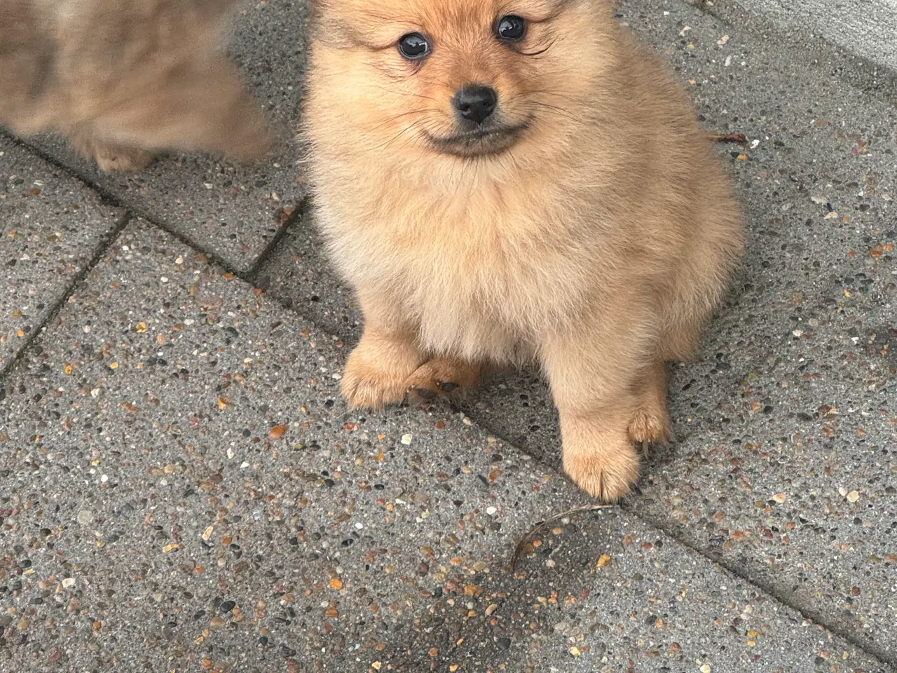 Billede 3 - Volpino Italiano hvalpe