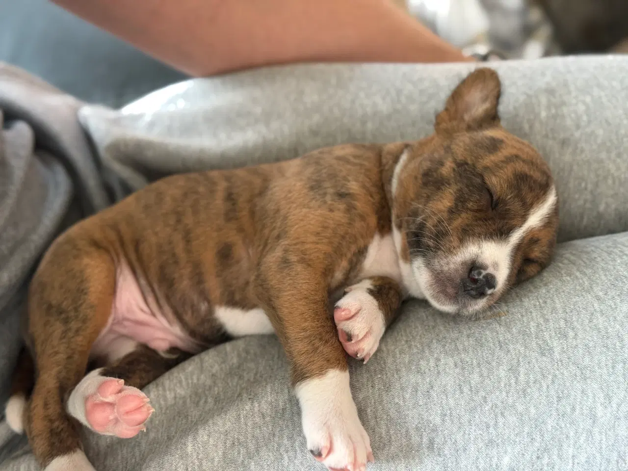 Billede 5 - Basenji hvalpe