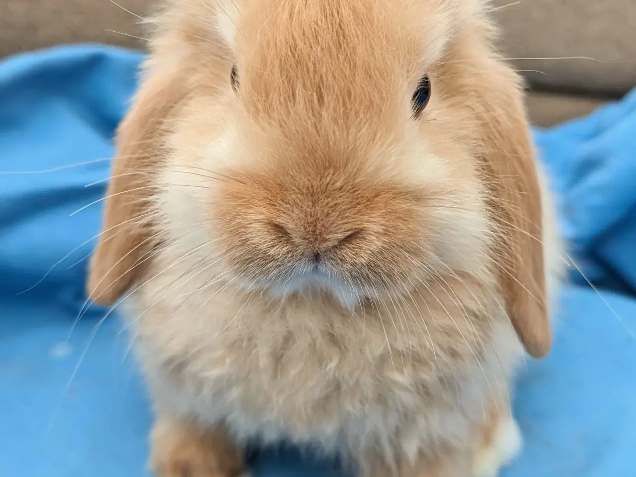 Billede 4 - Minilop kaninunge sælges