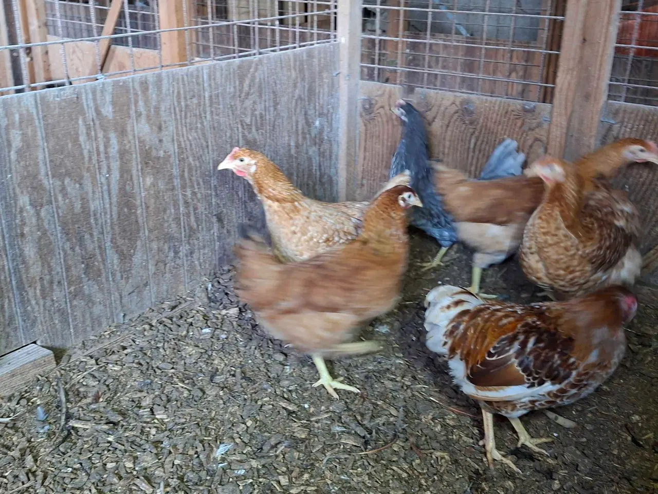 Billede 4 - Høns