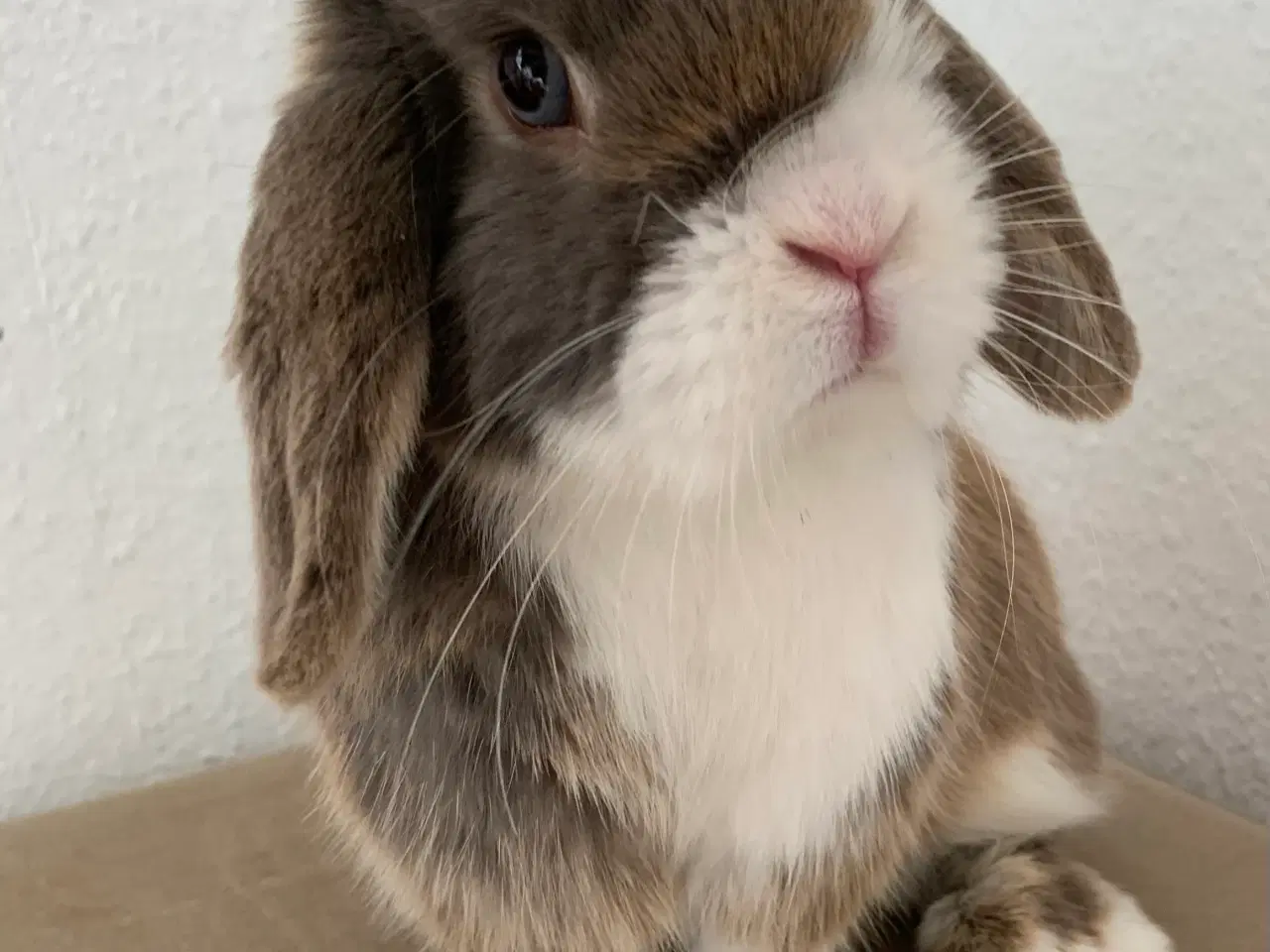 Billede 2 - Mini Lop han bor i haven