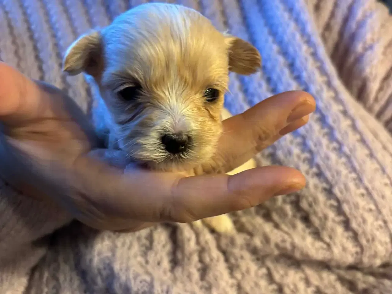 Billede 1 - Yorkshire Terrier/Coton De Tulear SOLGT