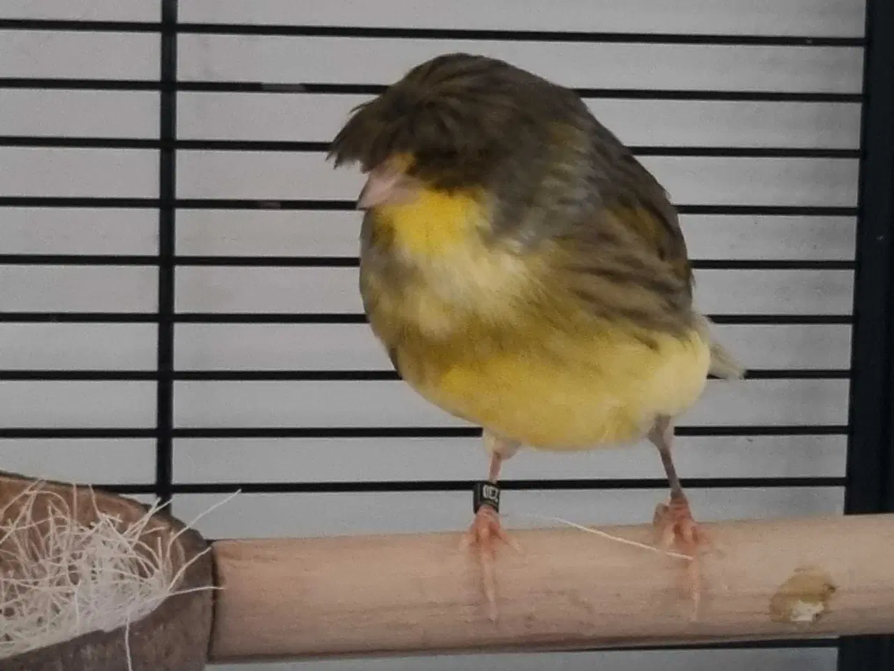 Billede 1 - 4 kanarier og 1 undulat