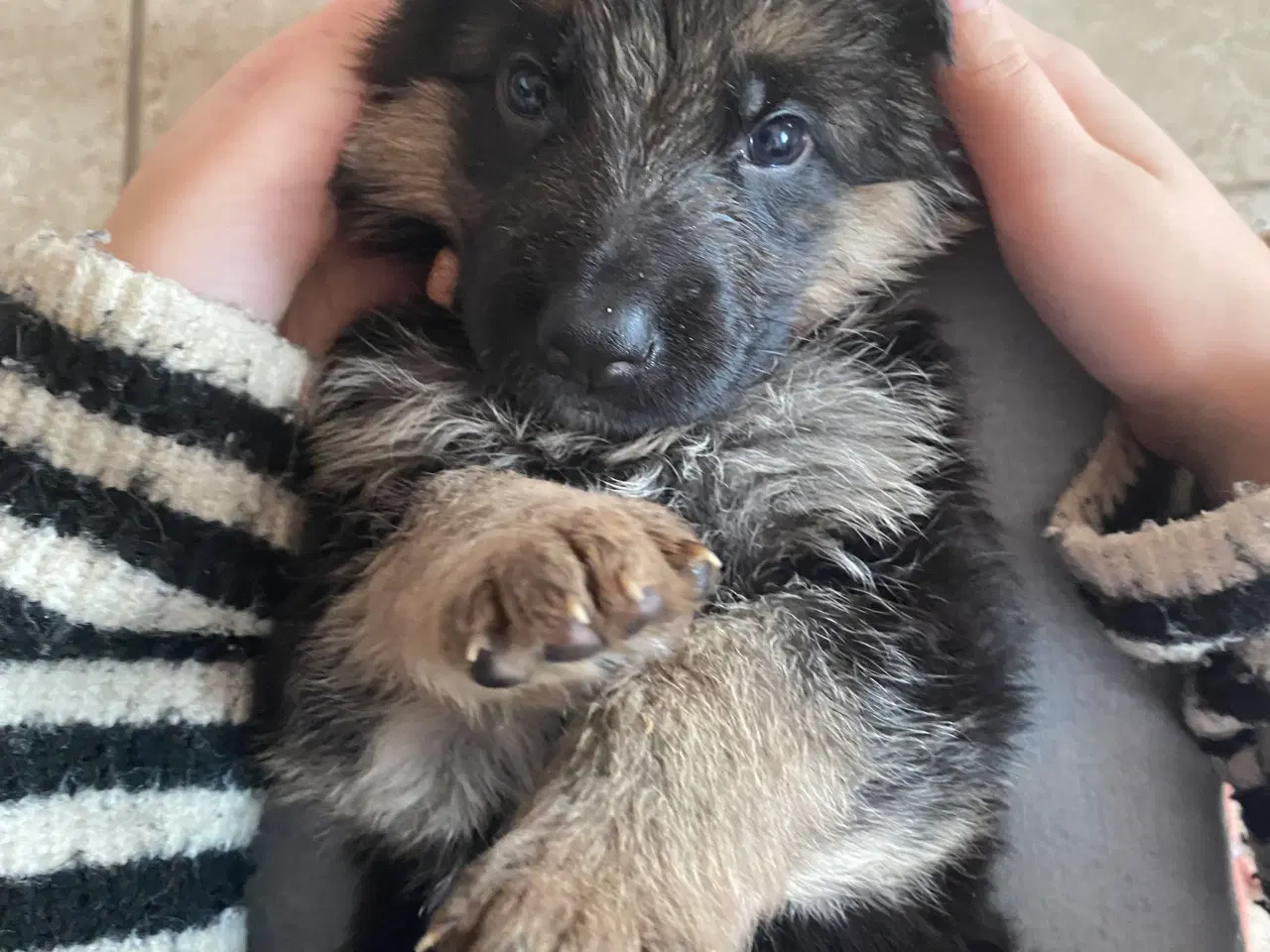 Billede 10 - Schæfer hvalpe med DKK stamtavle 