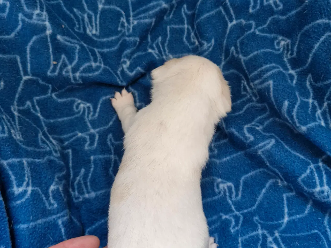 Billede 16 - Dansk svensk gårdhunde hvalpe 