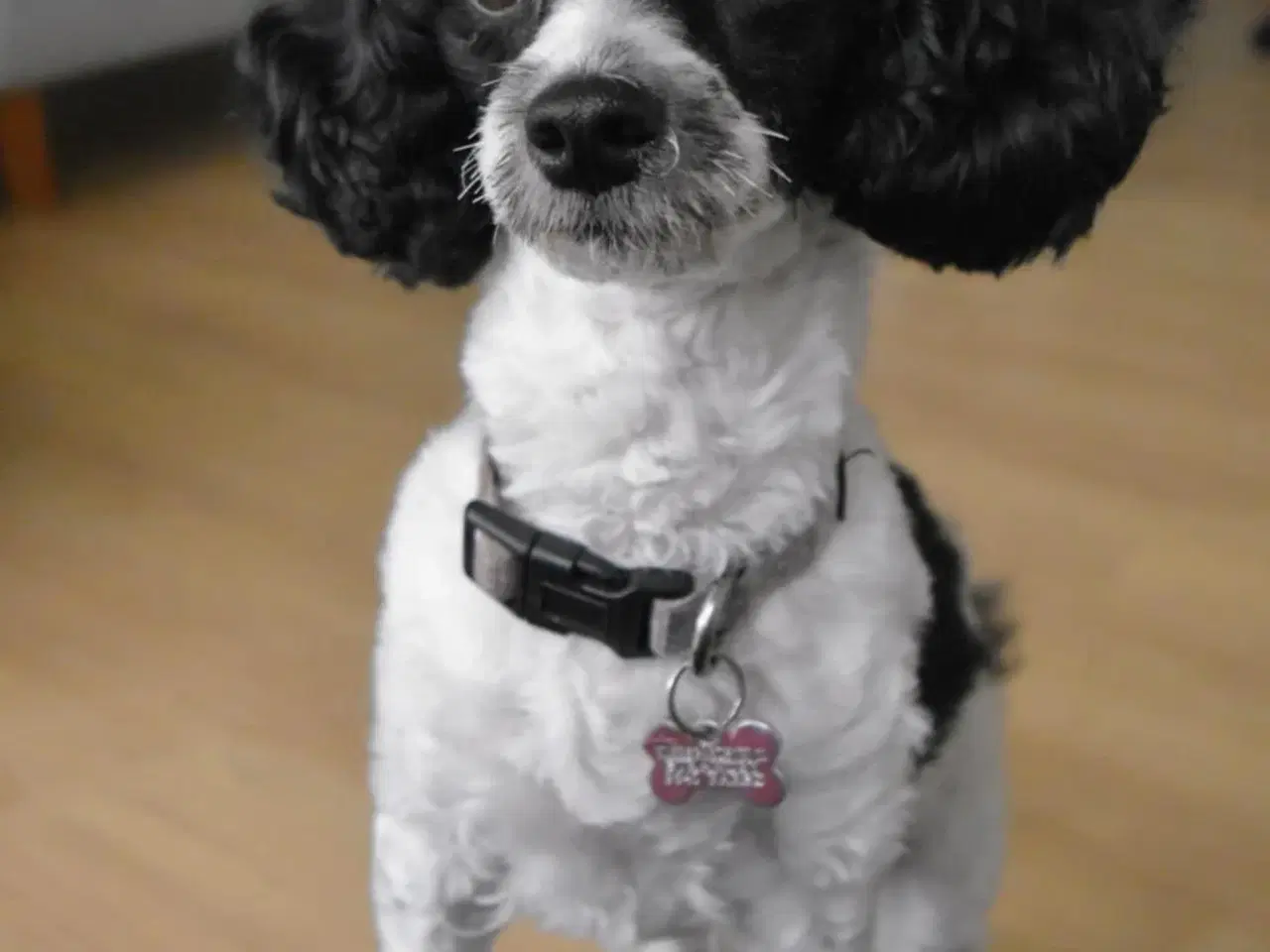 Billede 4 - To fantastiske hund søger hjem sammen
