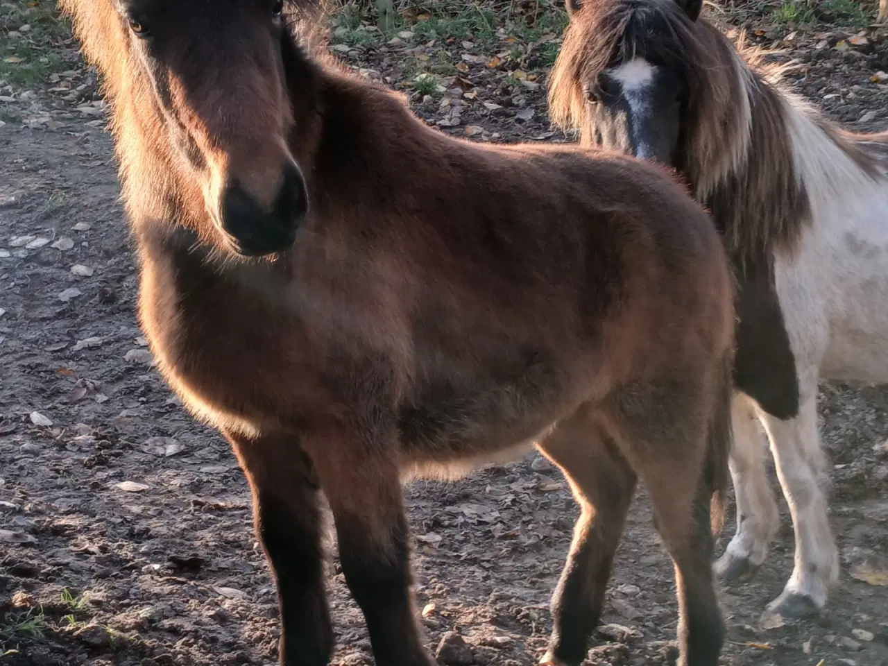 Billede 4 - Hoppeføl sælges