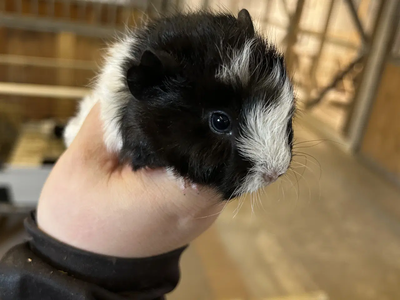 Billede 1 - 3 søde piger