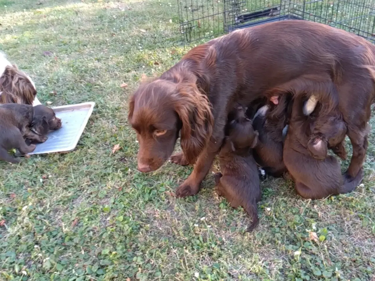 Billede 1 - SPROCKER spaniel hvalpe