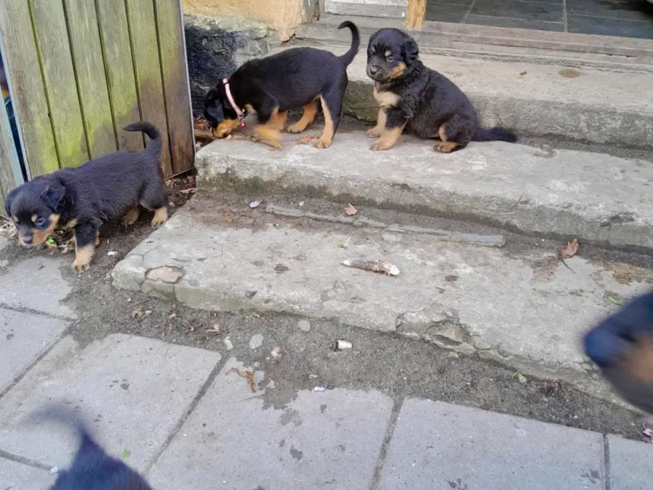 Billede 6 - Rottweiler hvalpe må rejse 20 Juni 2025
