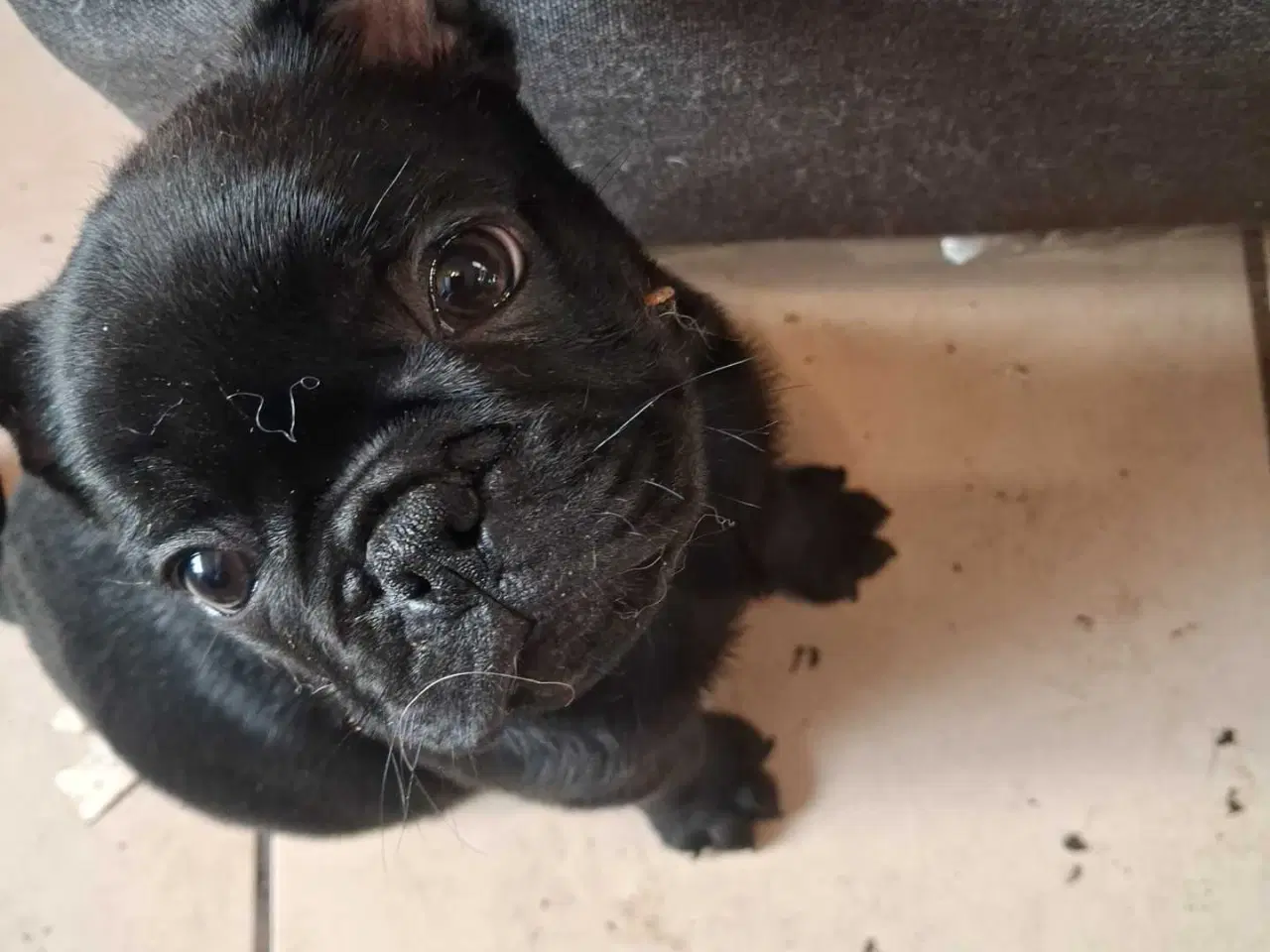 Billede 18 - Små hvalpe salgs klar