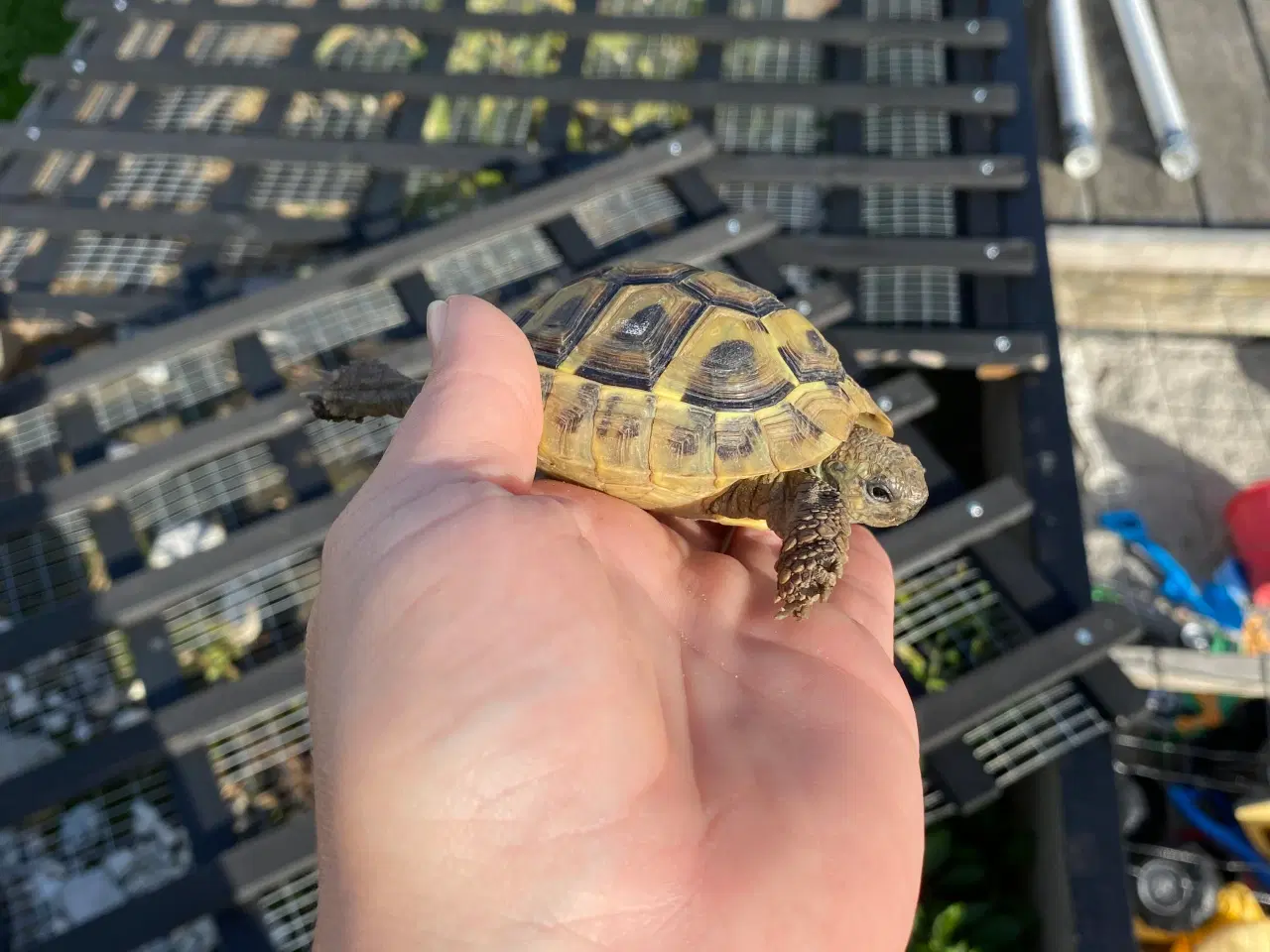 Billede 3 - Græske landskildpadder 
