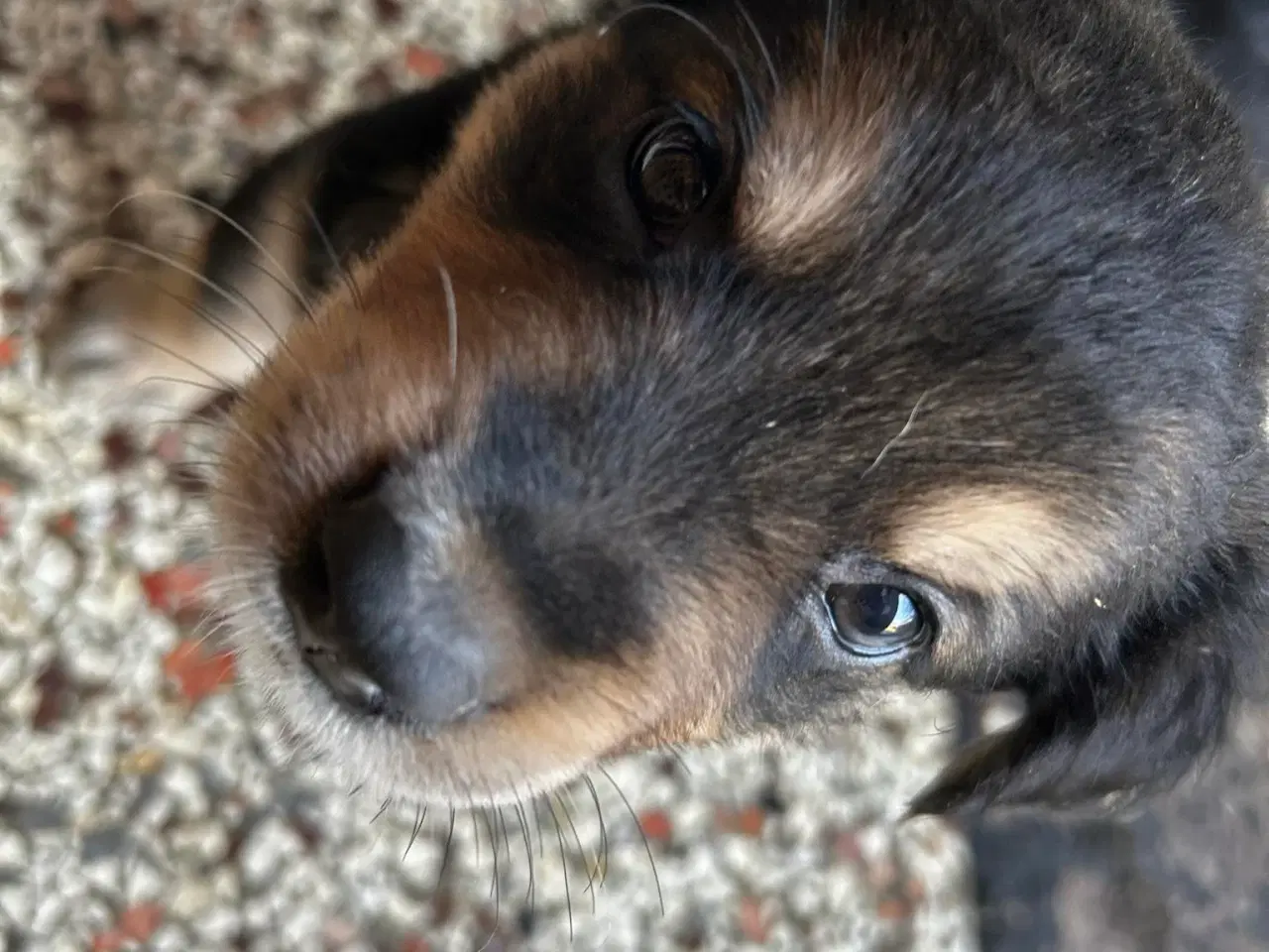 Billede 7 - Golden Retriever Border Collie hvalpe