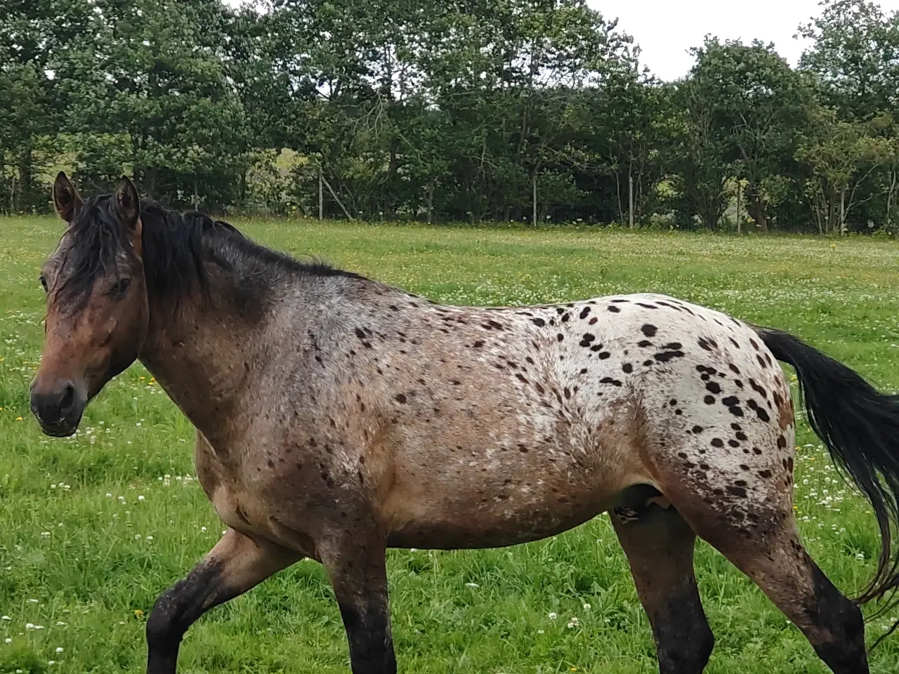 Billede 7 - Hoppeføl