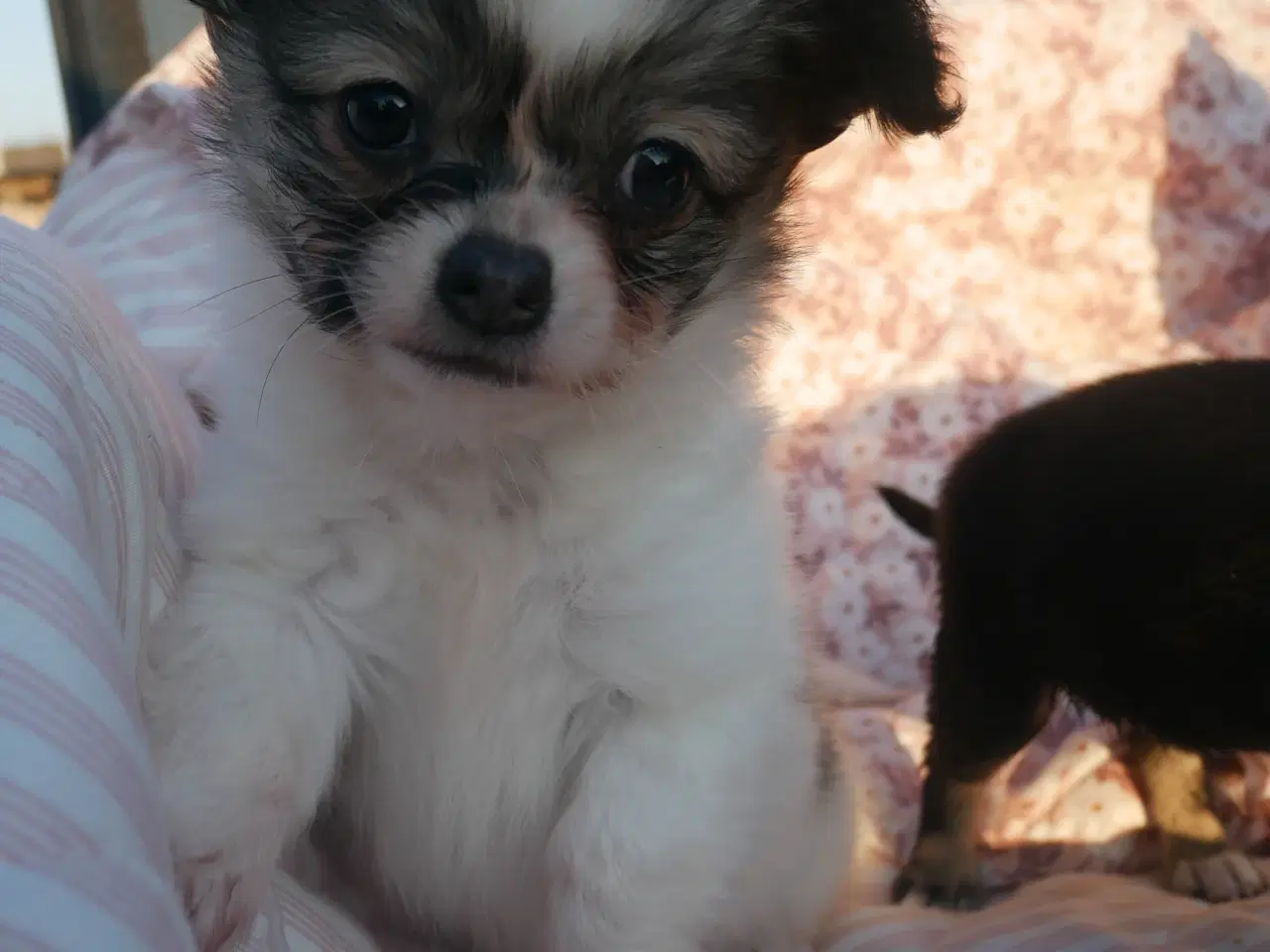 Billede 11 - Små, Superskønne pomchi hvalpe sælges