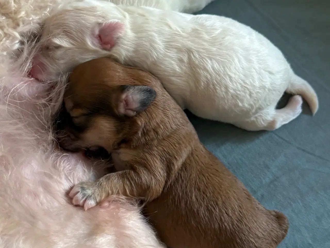 Billede 12 - Cottonpoo eller potton hvalpe