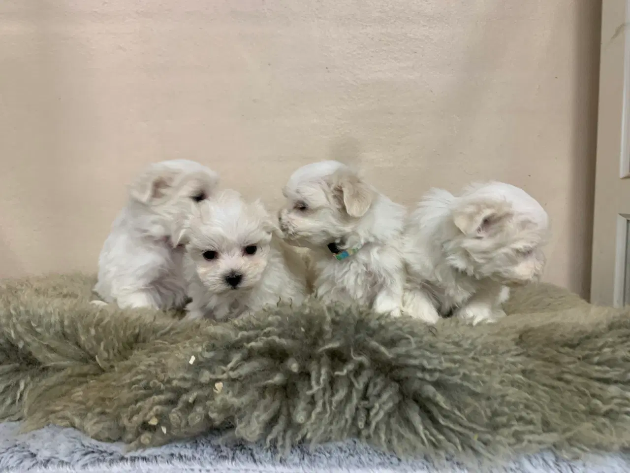 Billede 11 - Ægte mini malteser babyer