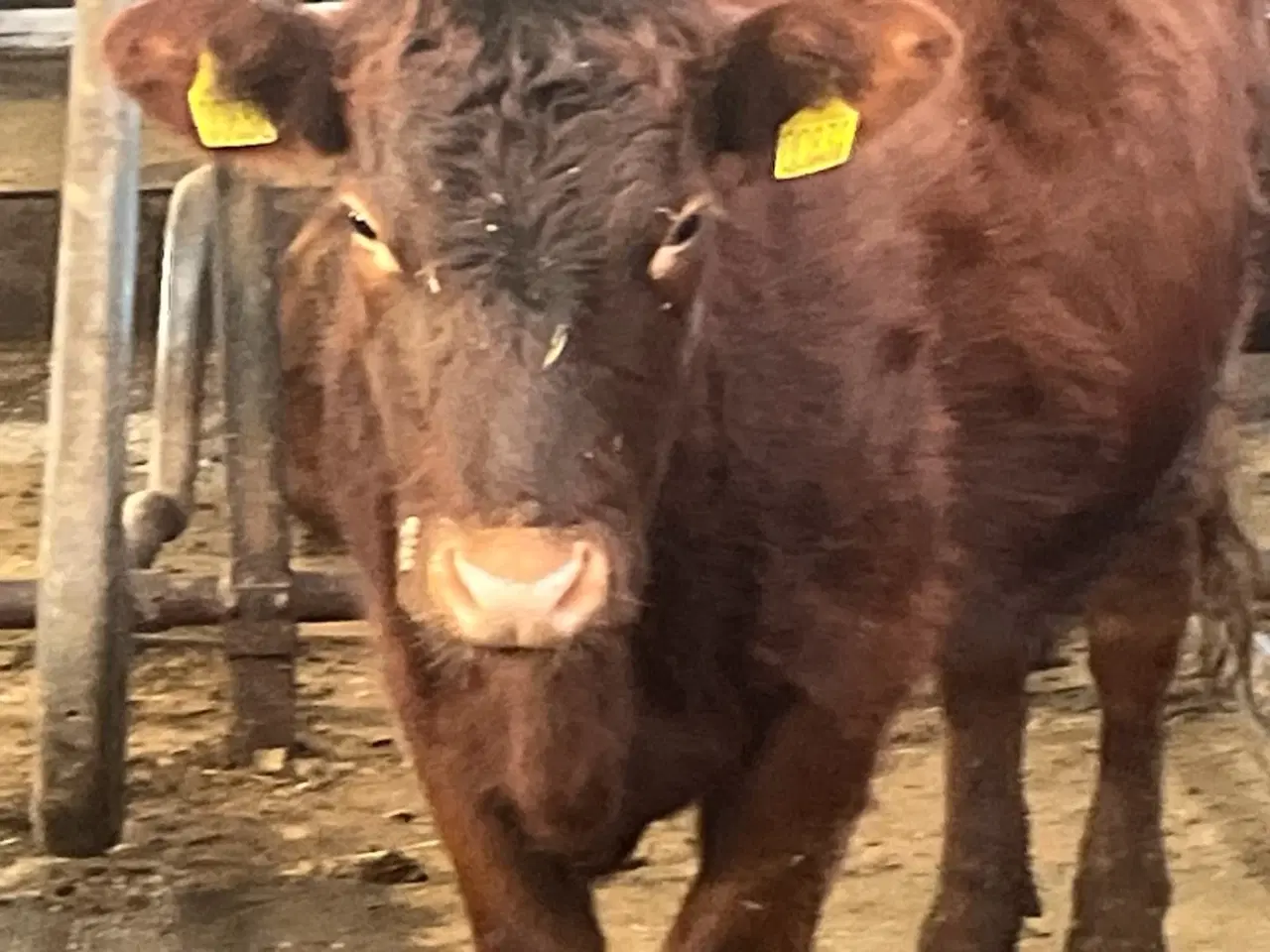 Billede 1 - Angus kvie sælges