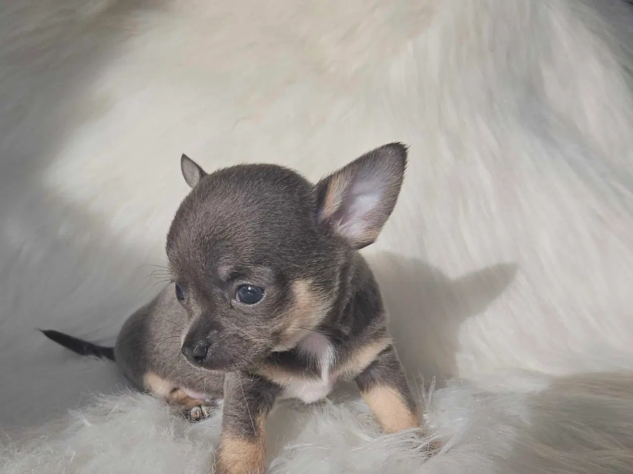 Billede 1 - Chihuahua hvalpe 