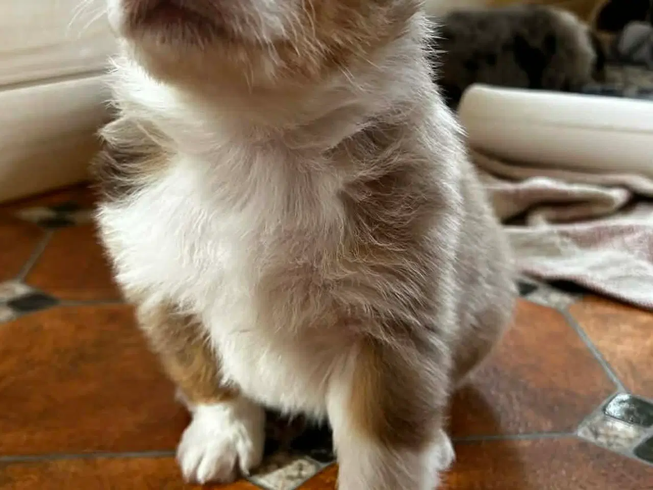 Billede 3 - Australsk hyrdehund hvalpe