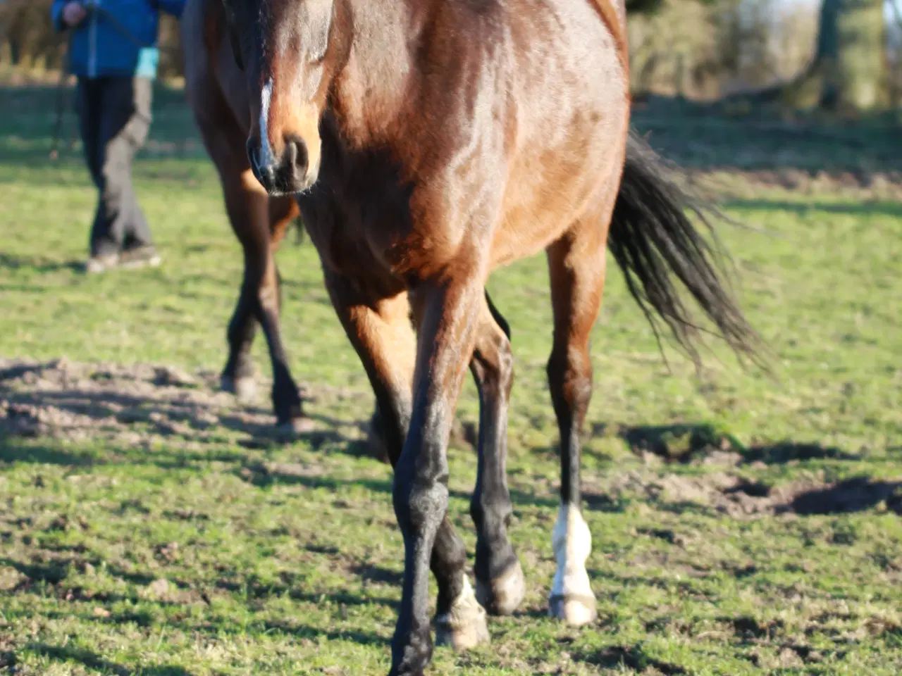 Billede 3 - 3 års vallak søger nyt hjem