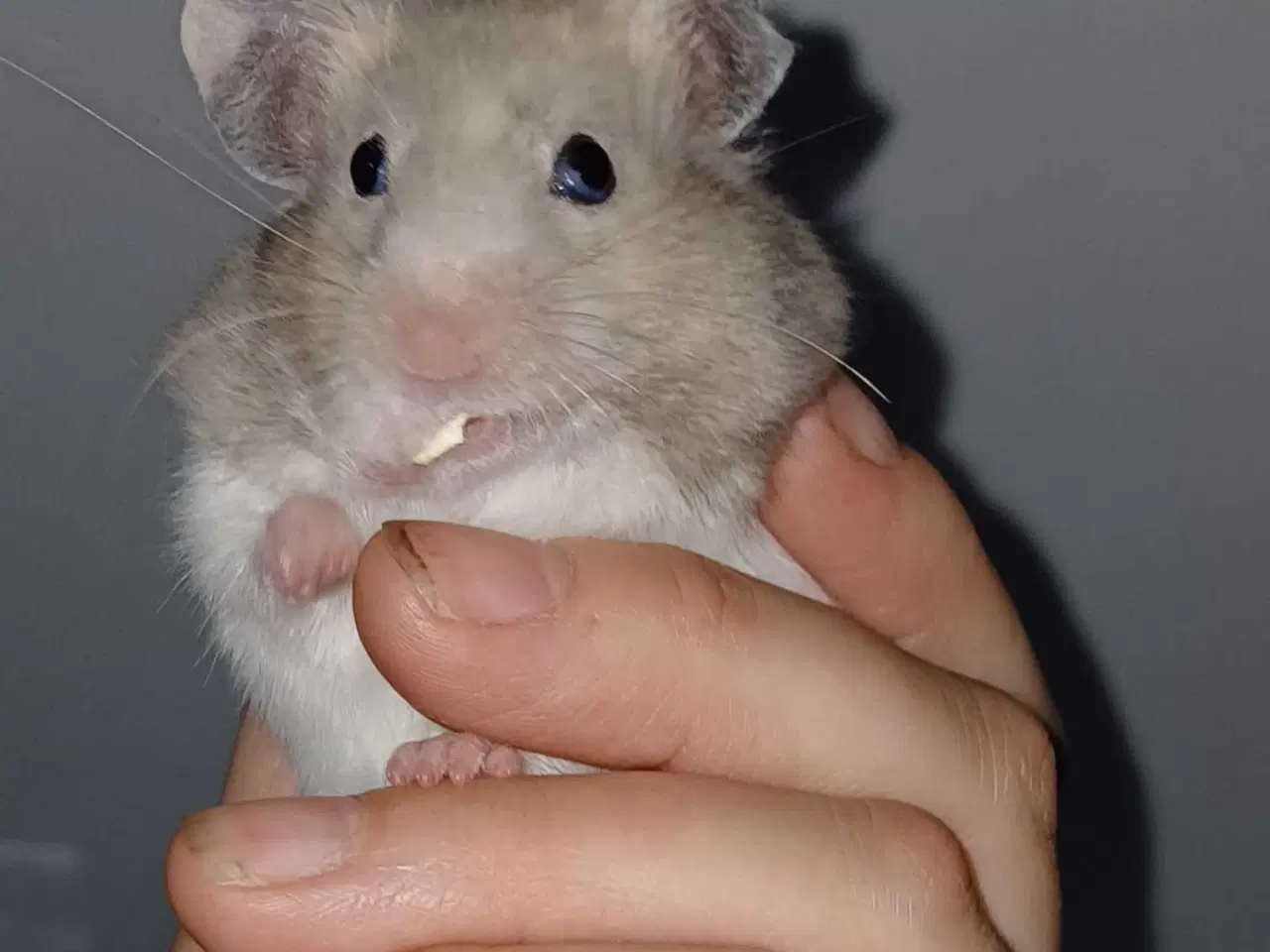 Billede 19 - Guldhamster unger