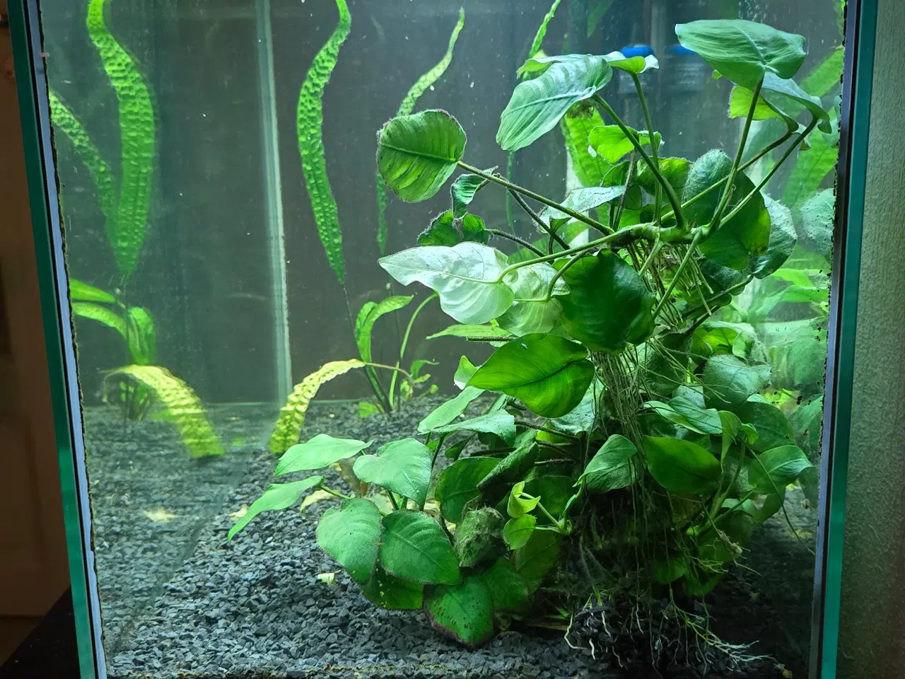 Billede 3 - 160 liter mark 2 akvarium