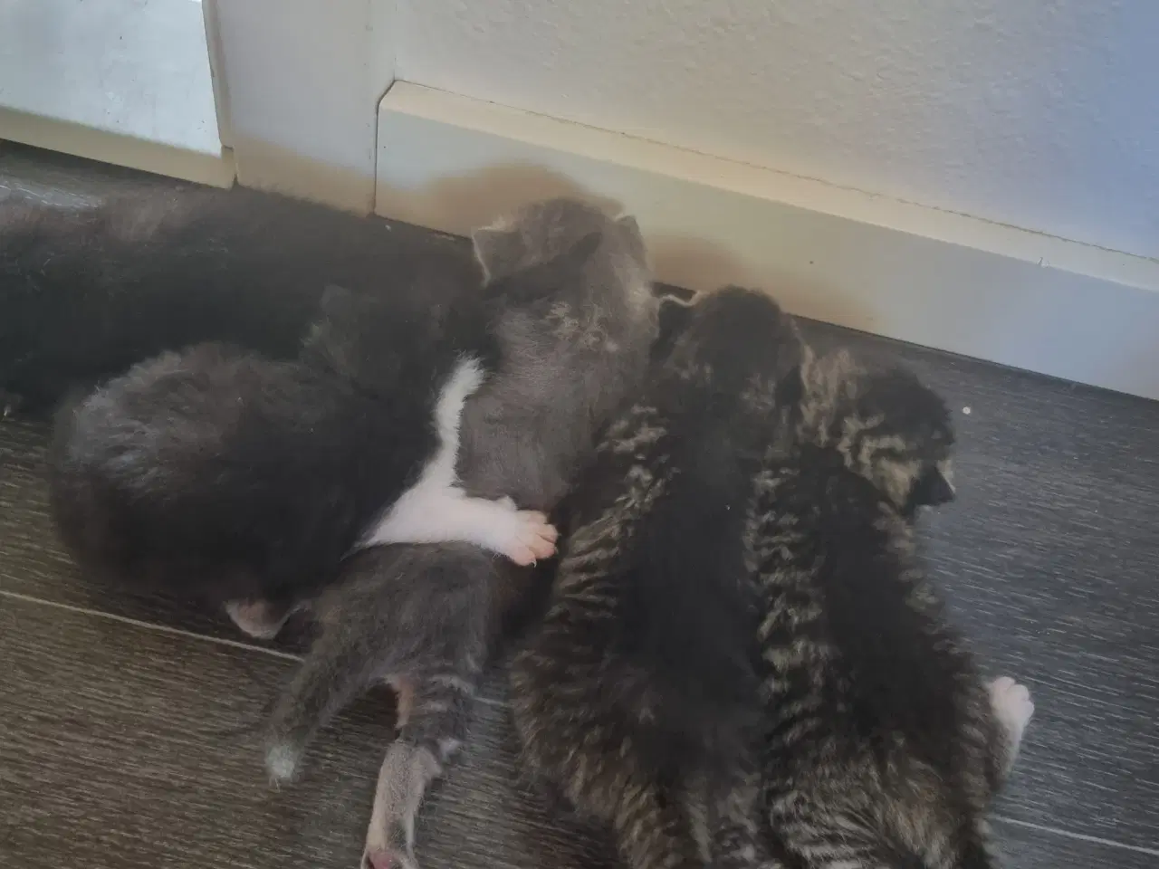 Billede 5 - Sødeste Tulle kat