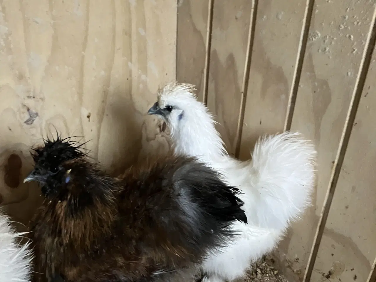 Billede 2 - Silke kyllinger