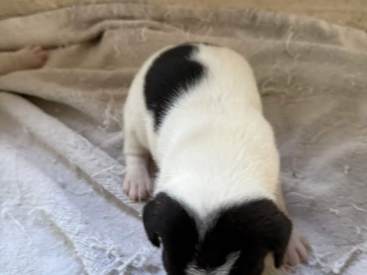 Billede 1 - Danske/Svensk