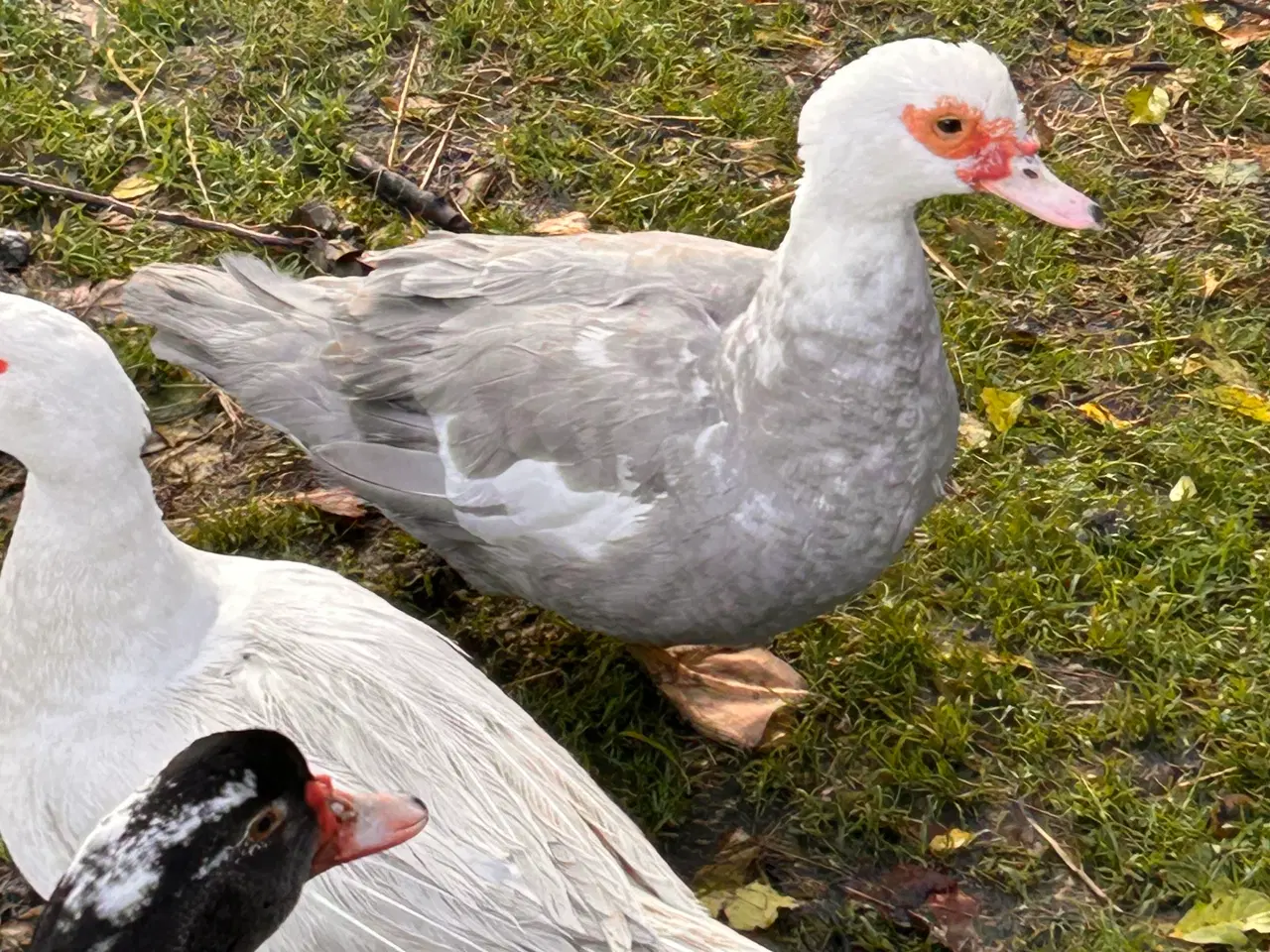 Billede 7 - Moskus Andrikker og lidt Ænder i alle farver