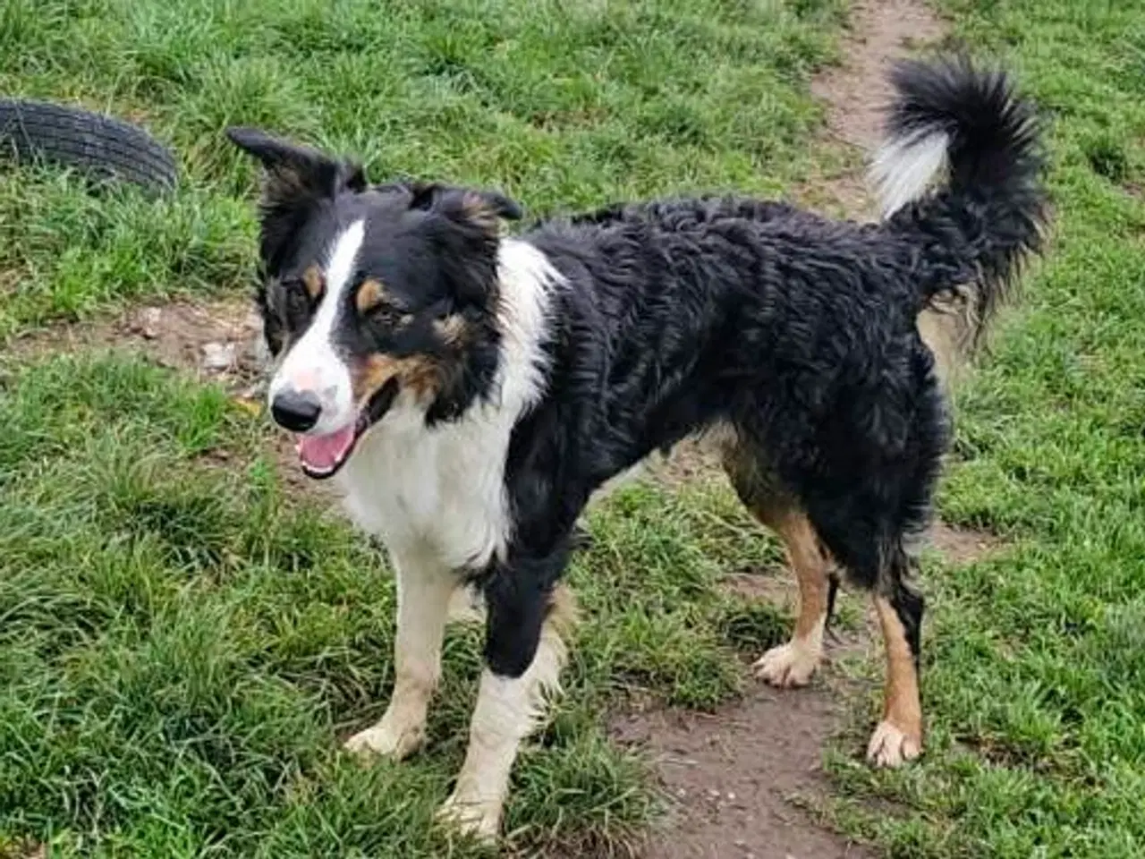 Billede 10 - Vidunderlig Border collie hvalp