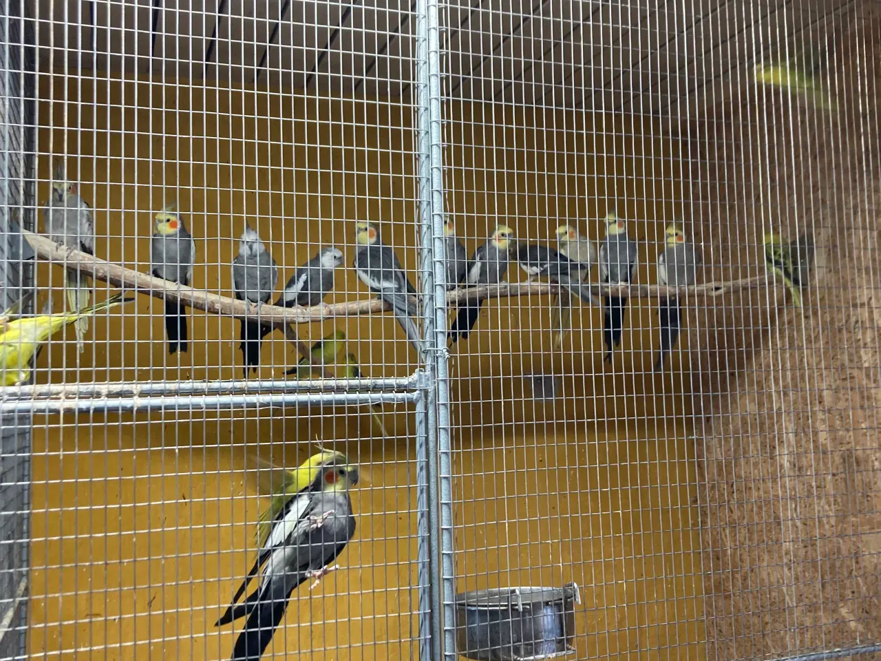 Billede 3 - Nymferparekitter unger og voksne 