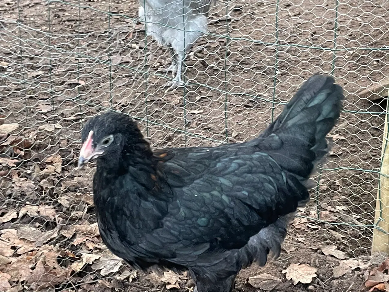 Billede 3 - Sort kopper Maran kyllinger 