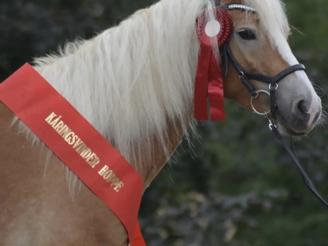 Billede 4 - Haflinger hoppeplag