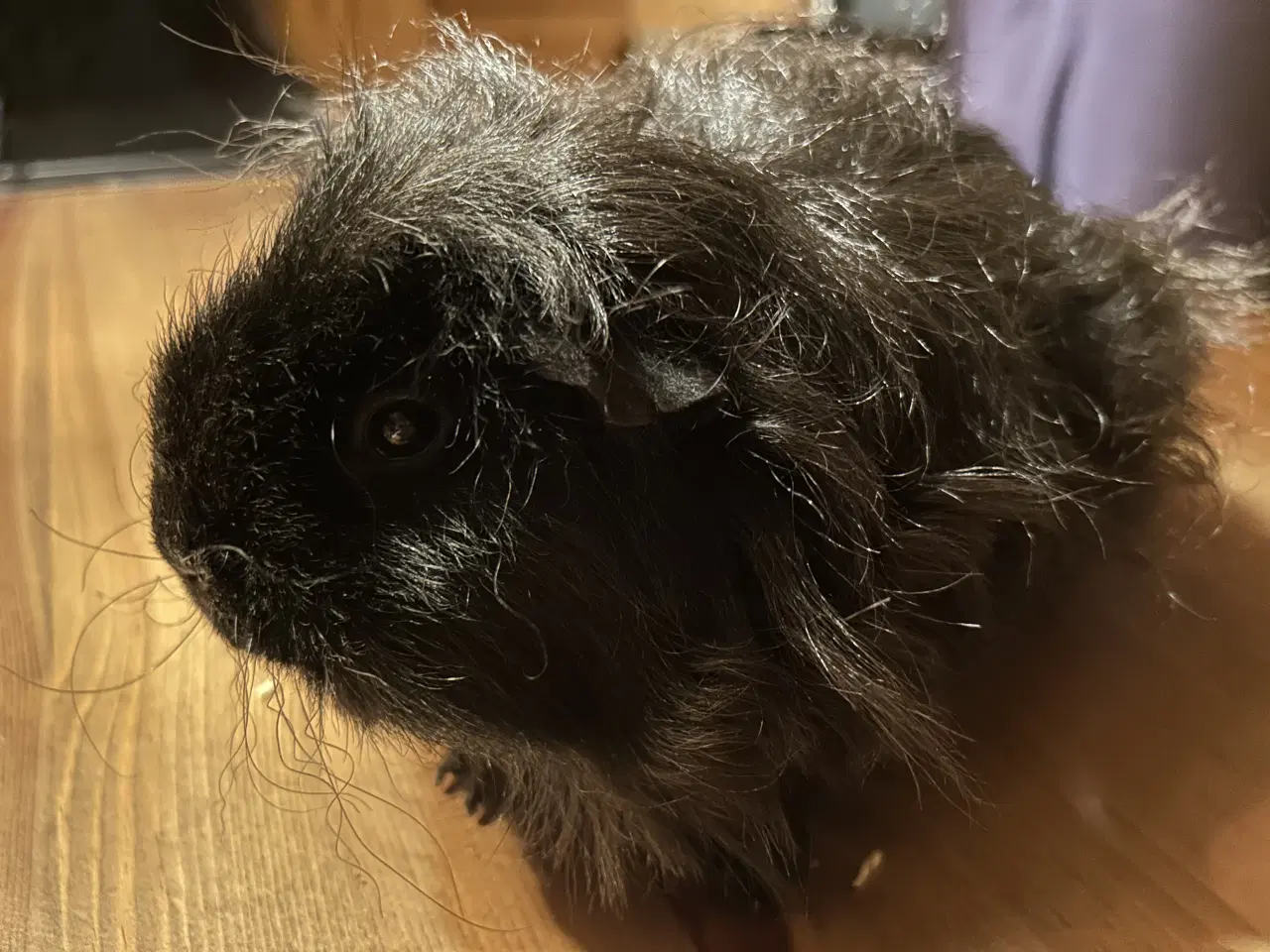 Billede 2 - Langhåret marsvin med stamtavle