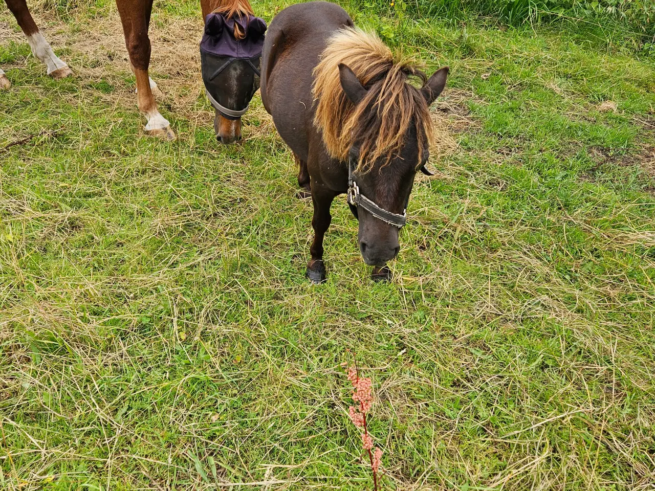 Billede 3 - Bambi shetter hoppe 1,5 år