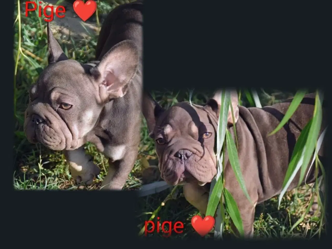 Billede 6 - Fransk bulldog 