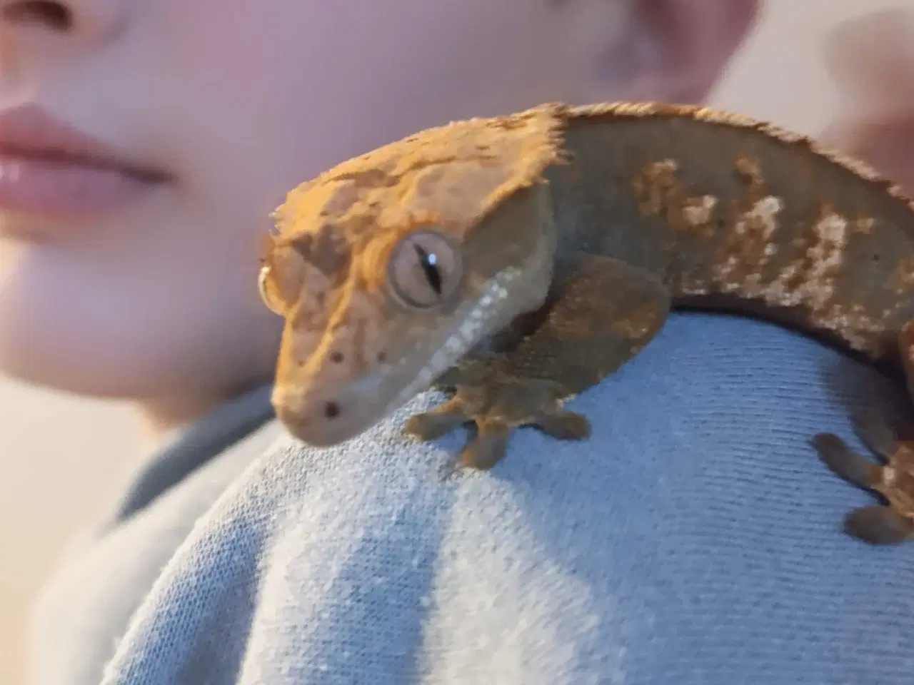 Billede 6 - terrarium komplet med en sund og rolig kronegekko.