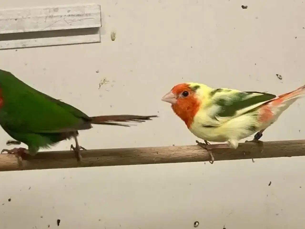 Billede 1 - Rødhovedet papegøjeamadiner