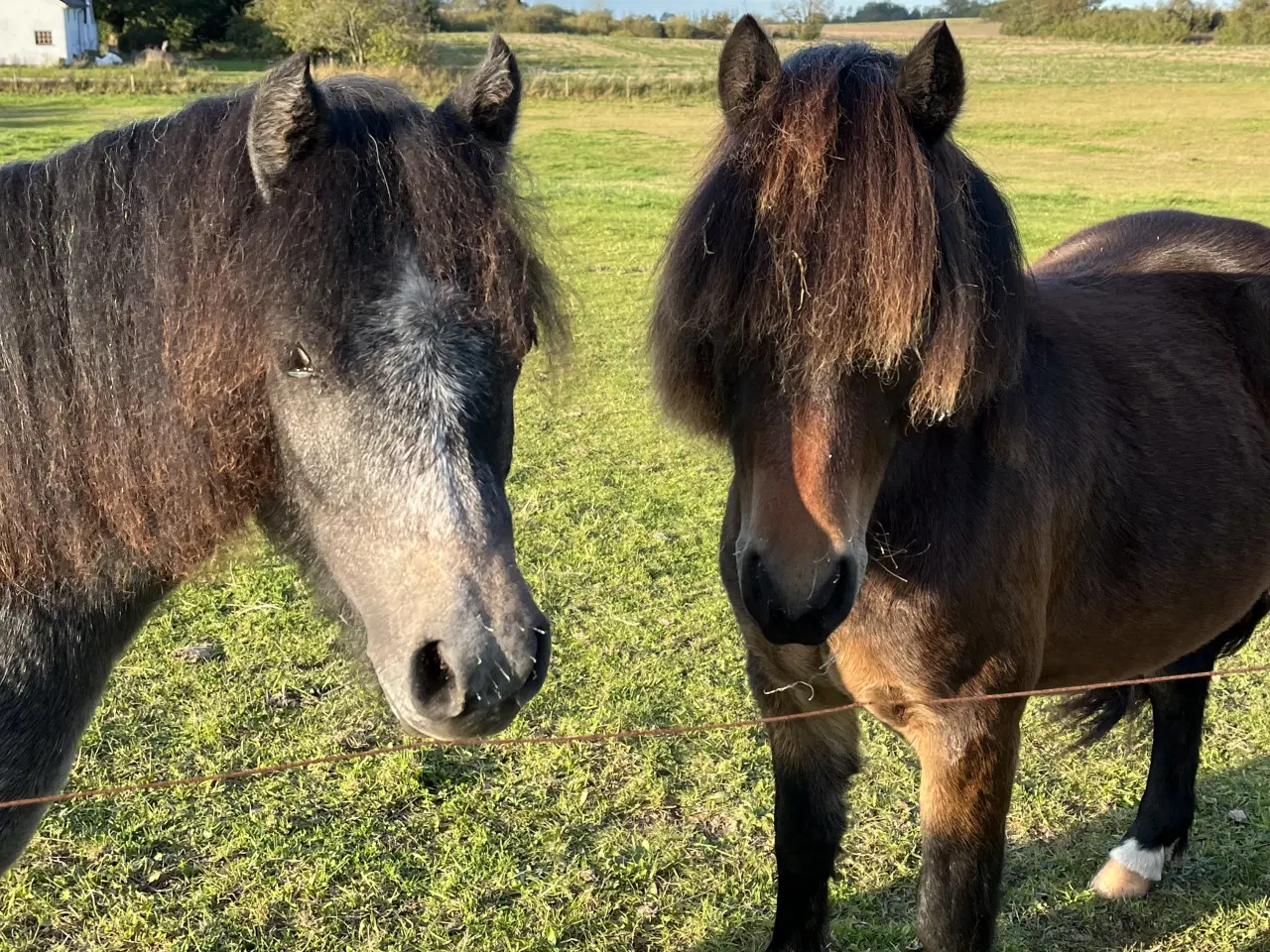 Billede 3 - 3års Dartmoor hoppe