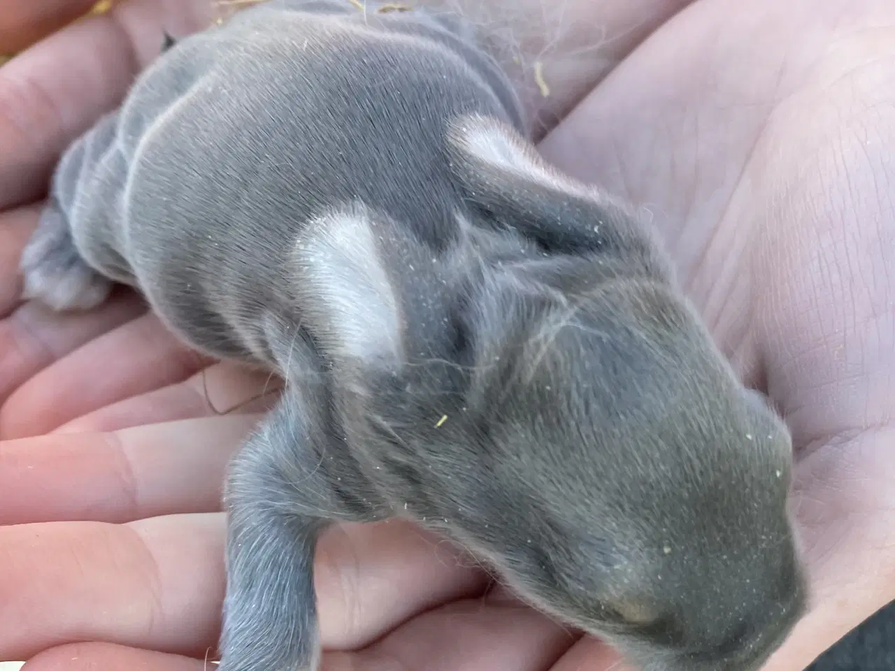 Billede 4 - FRANSK VÆDDER HUN VILDTGRÅ