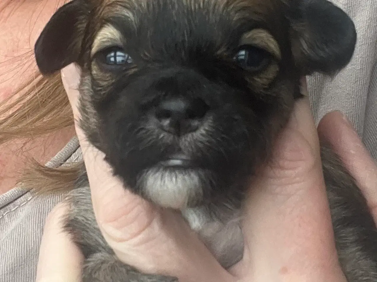 Billede 3 - Puddel malteser shitsu cotten hvalpe