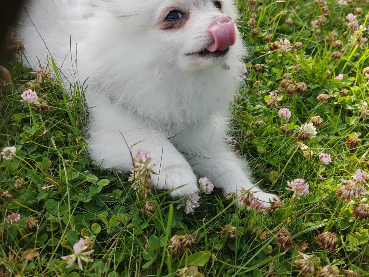 Billede 17 - Mini Pomeranian 