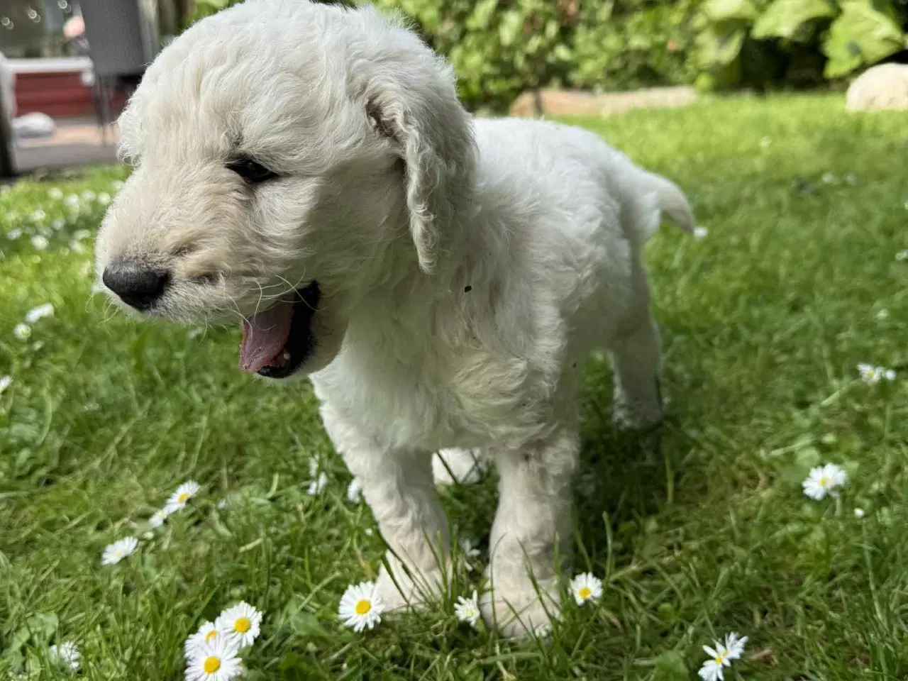 Billede 6 -  Goldendoodle 2. generation 